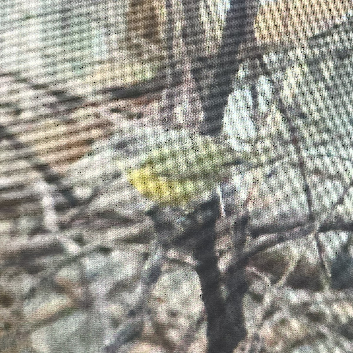 Nashville Warbler - ML621565023