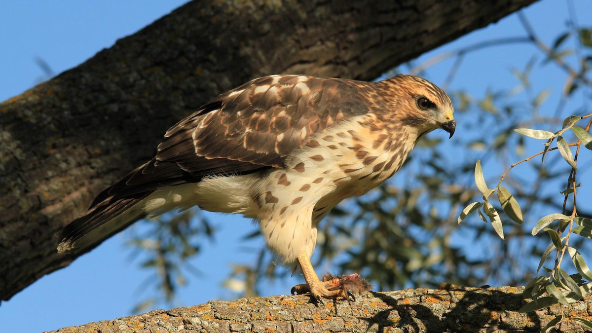Red-tailed Hawk - ML621565032