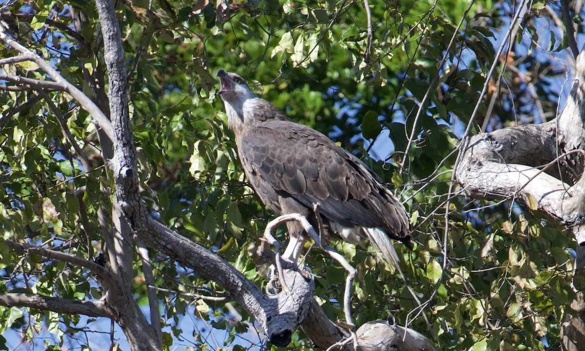 Madagascar Fish-Eagle - ML621565042