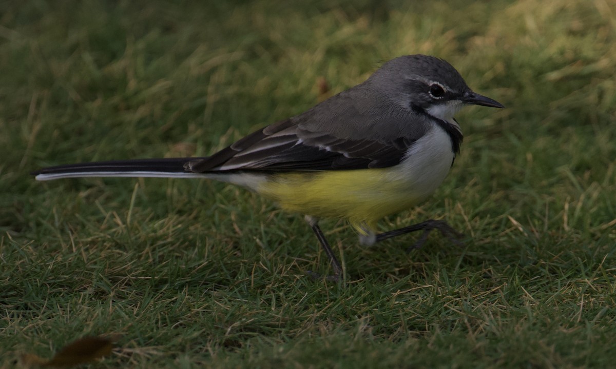 Madagascar Wagtail - ML621565044