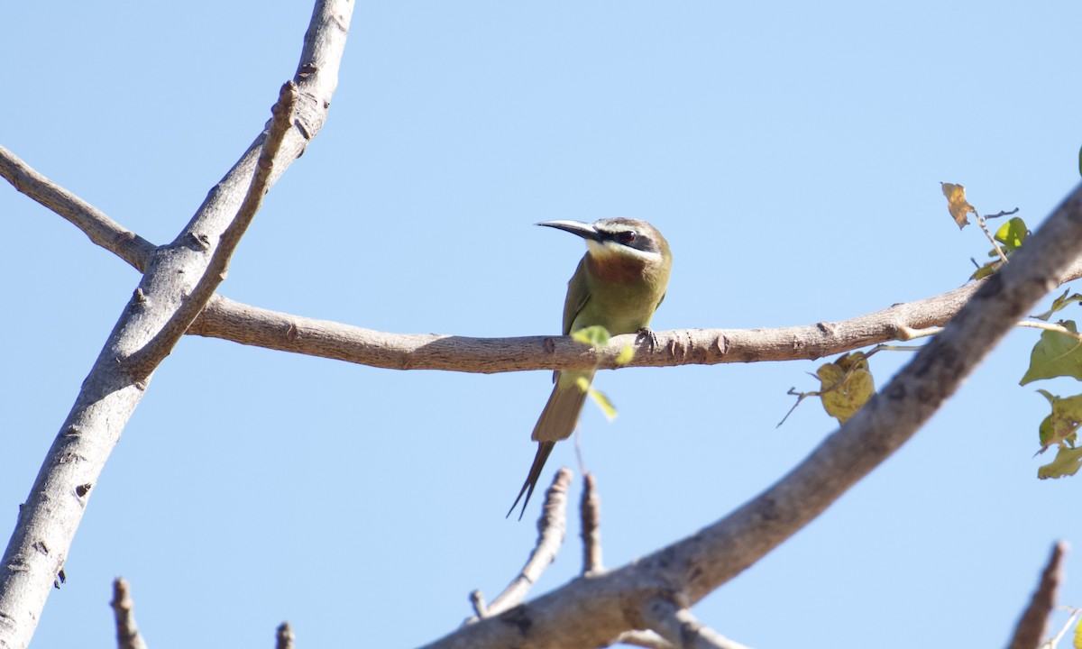 Madagascar Bee-eater - ML621565053