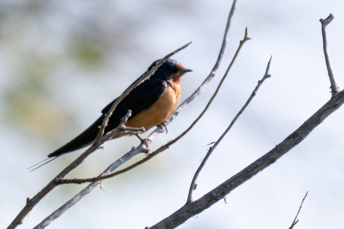 Hirondelle rustique - ML621565083