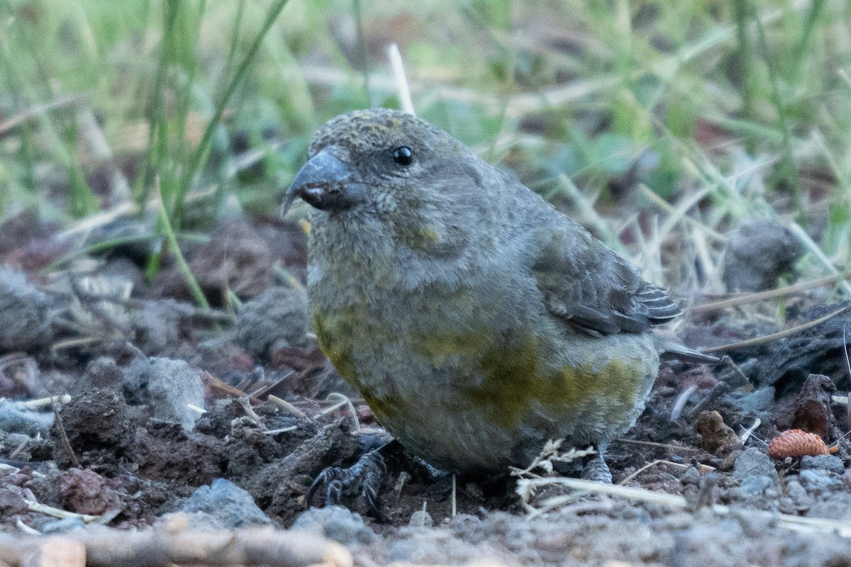 イスカ - ML621565091