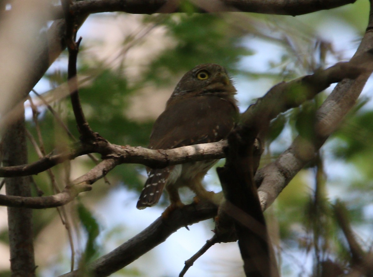 Colima Pygmy-Owl - ML621565101
