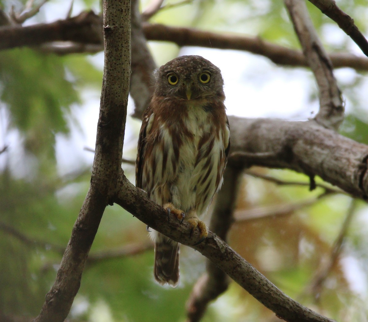 Colima Pygmy-Owl - ML621565102