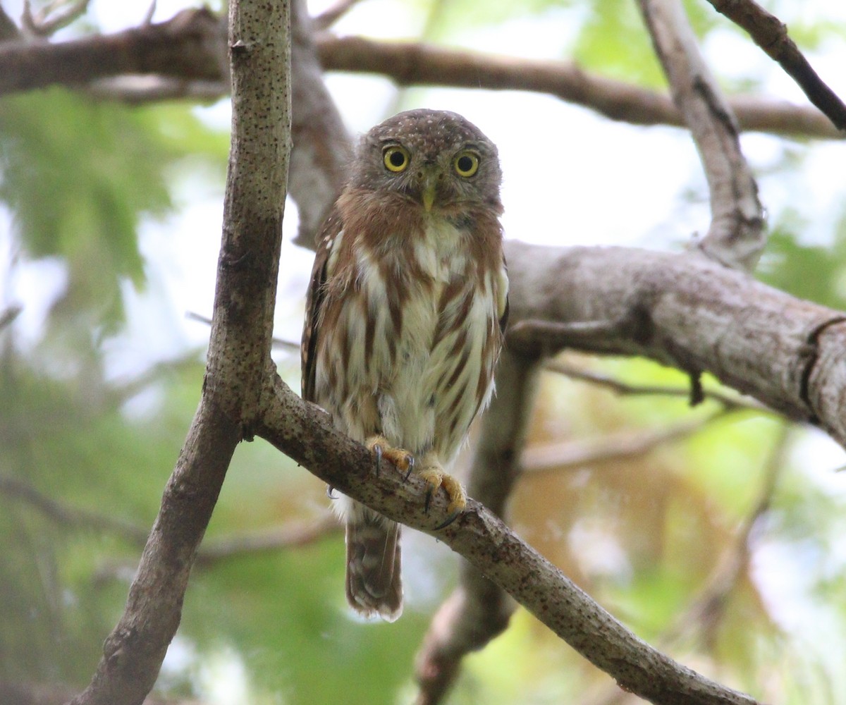 Colima Pygmy-Owl - ML621565103