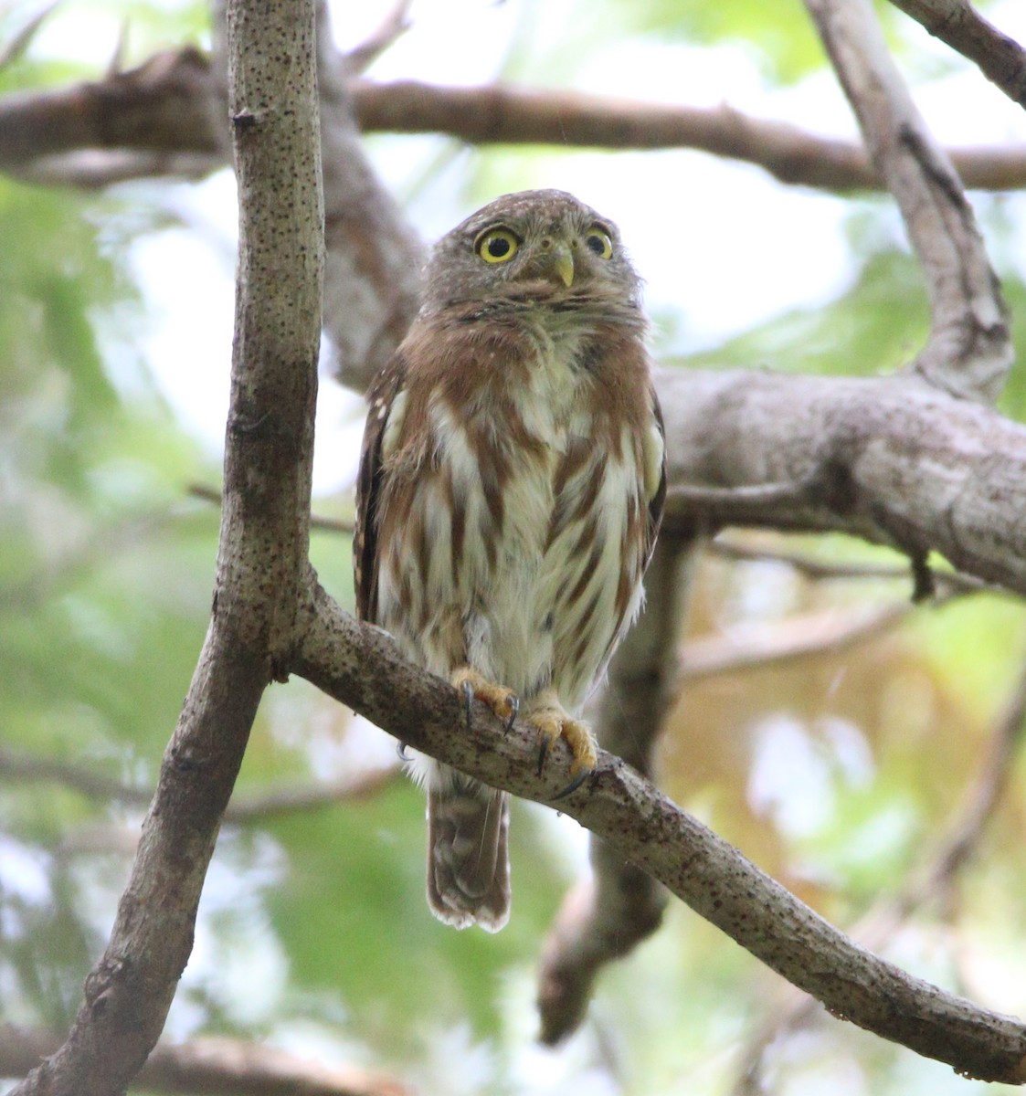 Colima Pygmy-Owl - ML621565104