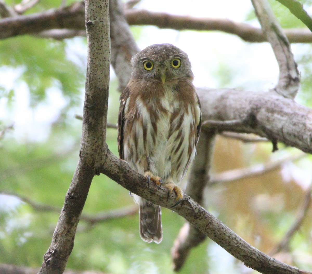 Colima Pygmy-Owl - ML621565105