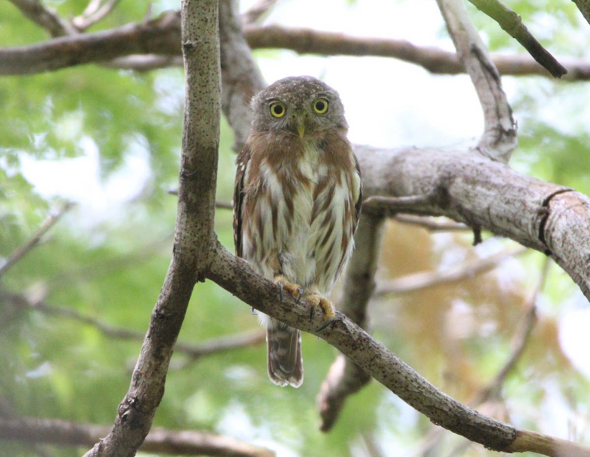 Colima Pygmy-Owl - ML621565107