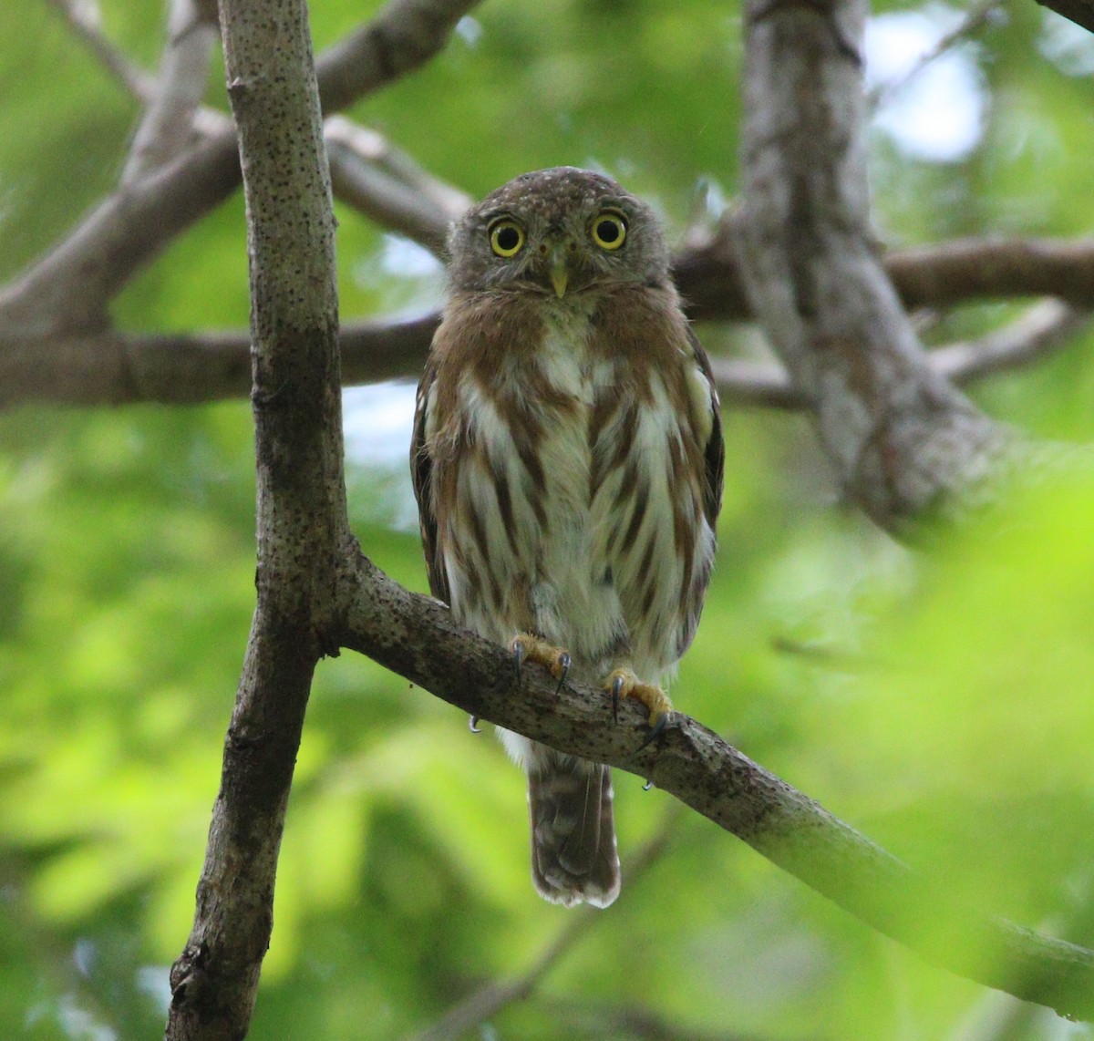 Colima Pygmy-Owl - ML621565108