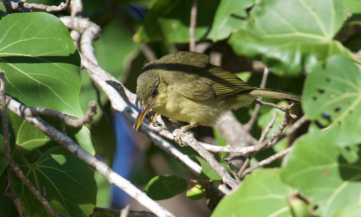 Long-billed Bernieria - ML621565137