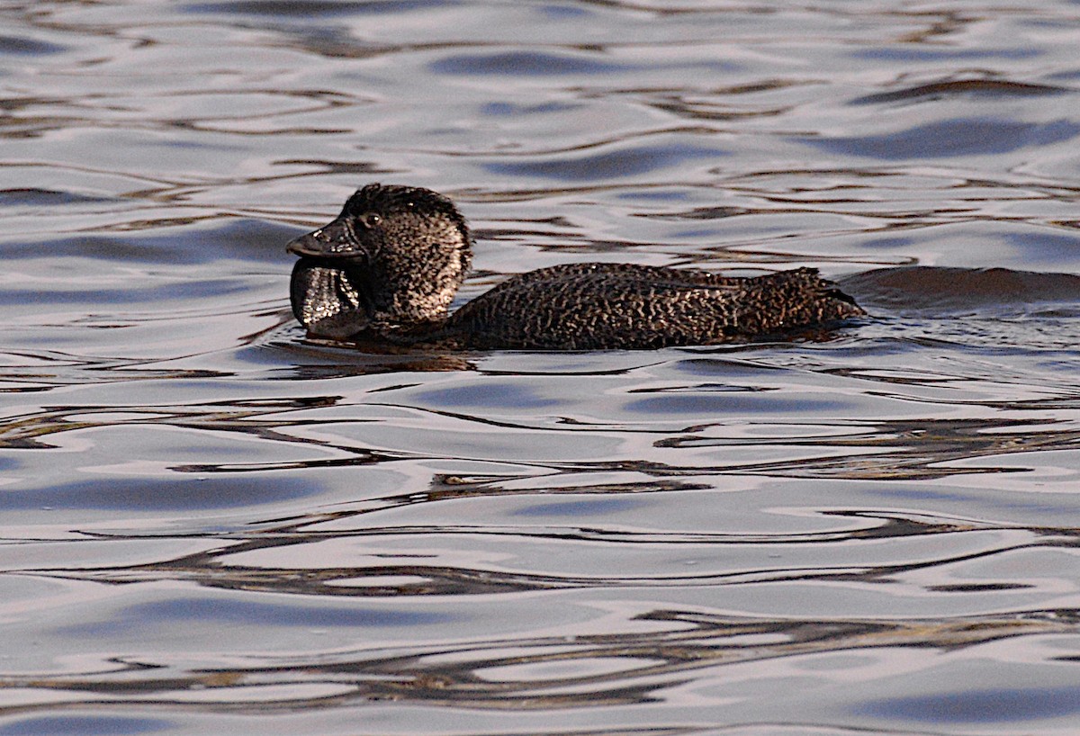 Musk Duck - ML621565170
