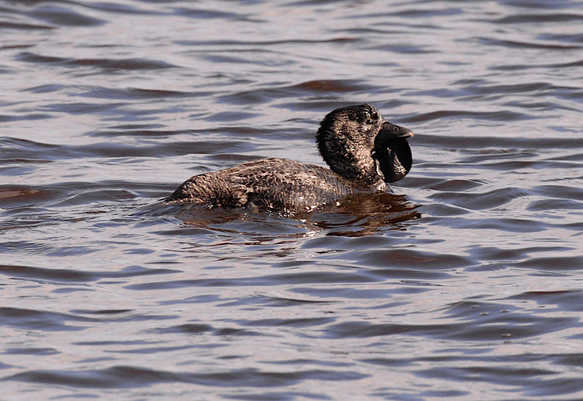 Musk Duck - ML621565171