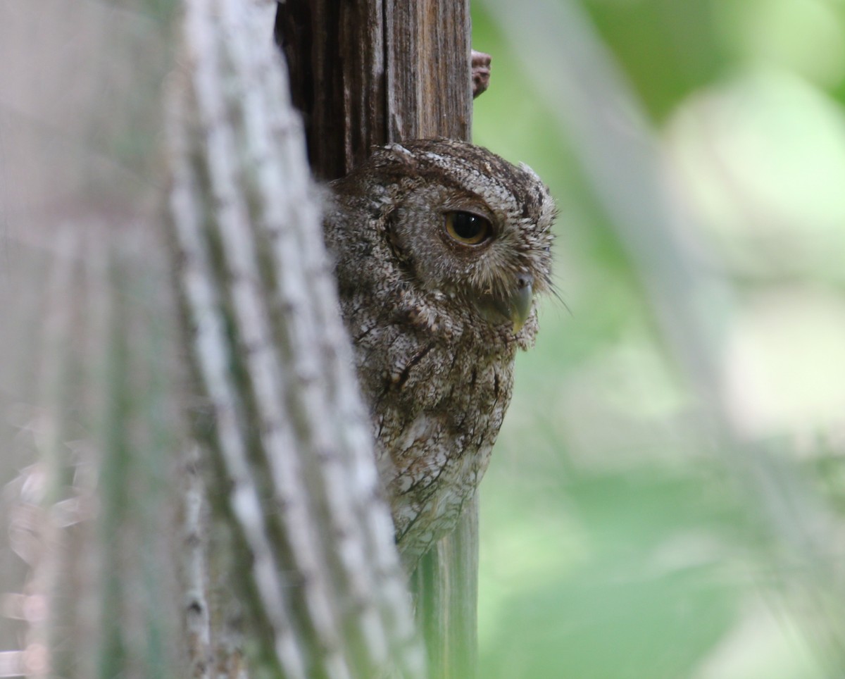 Pacific Screech-Owl (lambi) - ML621565172
