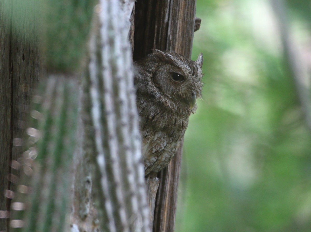 Pacific Screech-Owl (lambi) - ML621565175