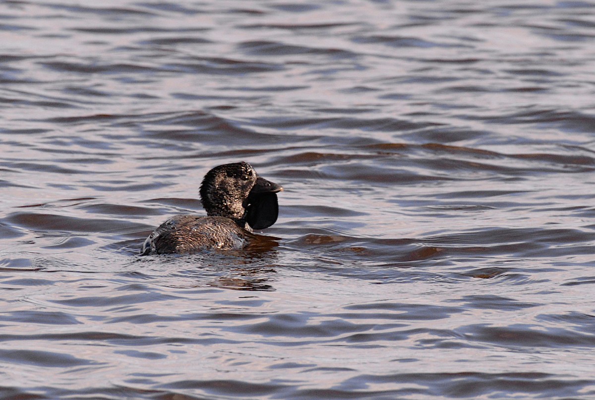 Musk Duck - ML621565177