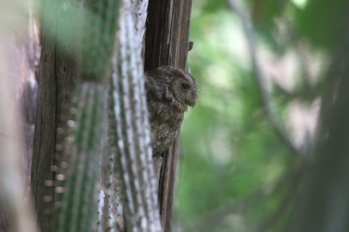 Pacific Screech-Owl (lambi) - ML621565178