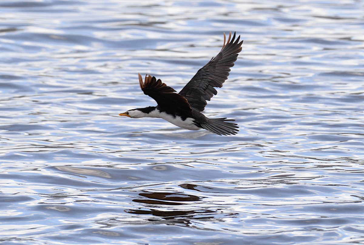 Little Pied Cormorant - ML621565185