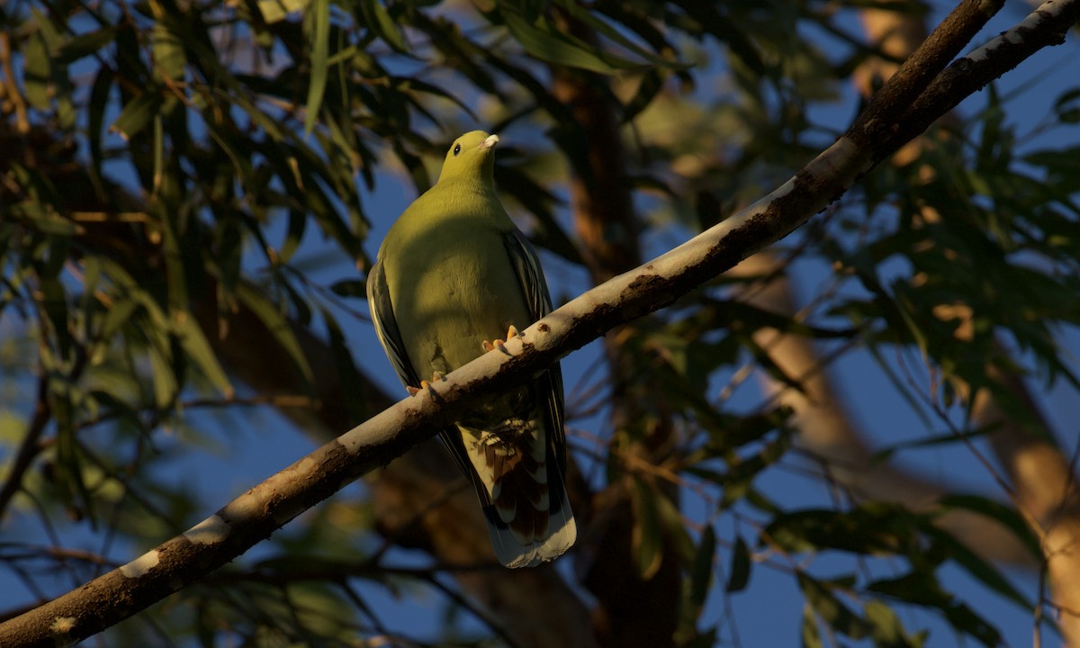 Madagascar Green-Pigeon - ML621565186