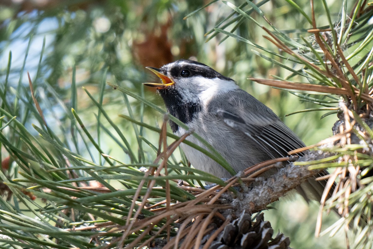 Mountain Chickadee - ML621565192