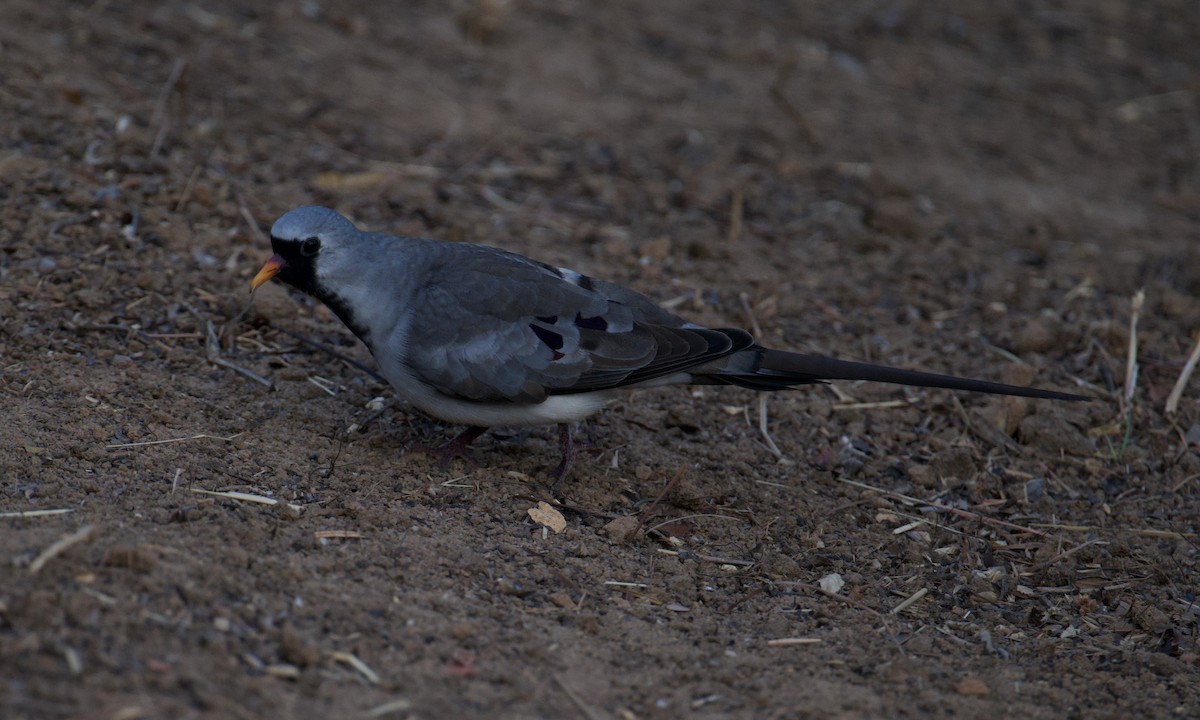 Namaqua Dove - ML621565202