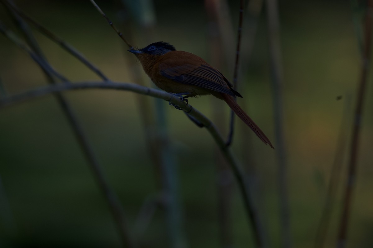 Malagasy Paradise-Flycatcher - ML621565215