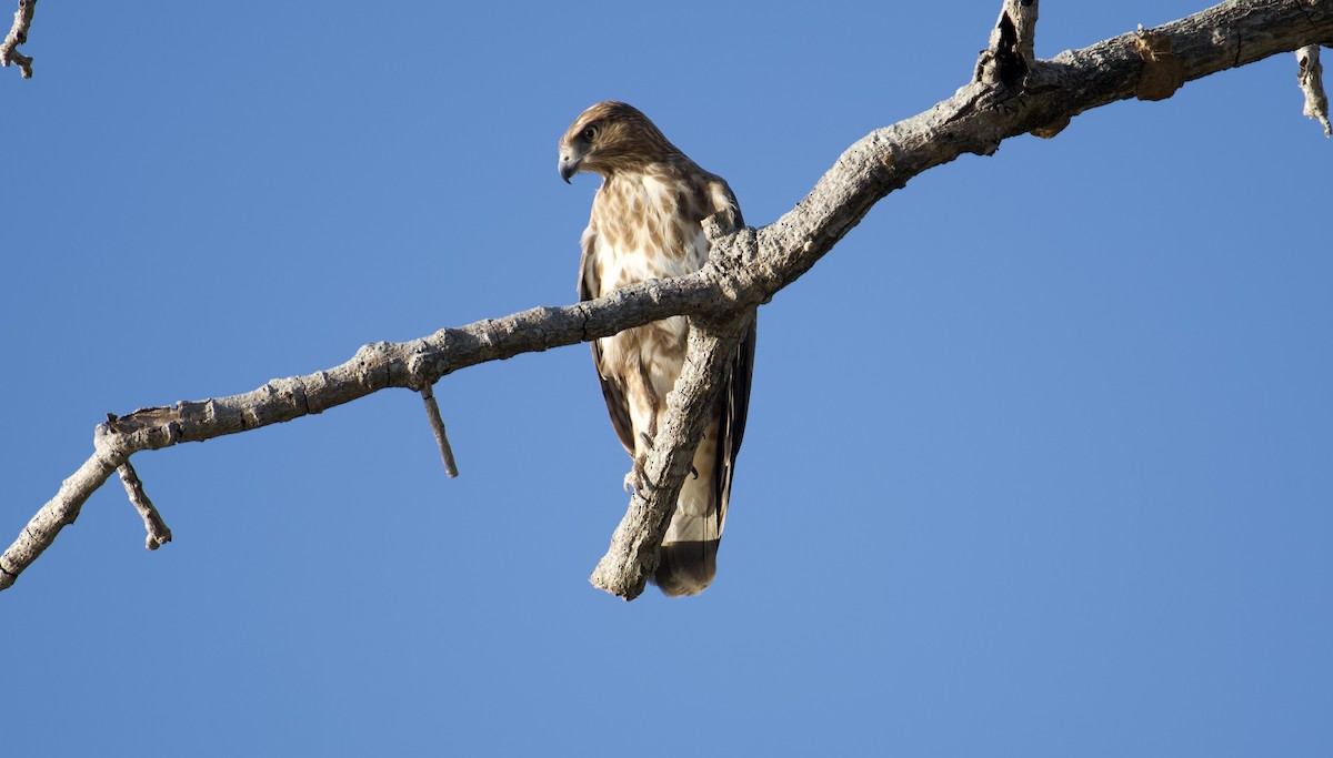 Madagascar Buzzard - ML621565240