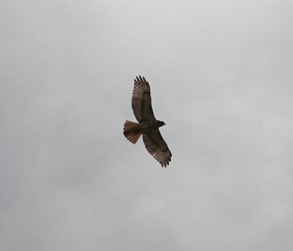 Red-tailed Hawk - ML621565264
