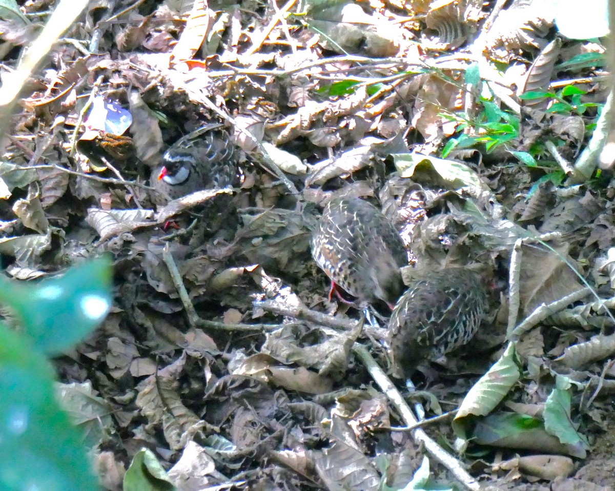 Painted Bush-Quail - ML621565293