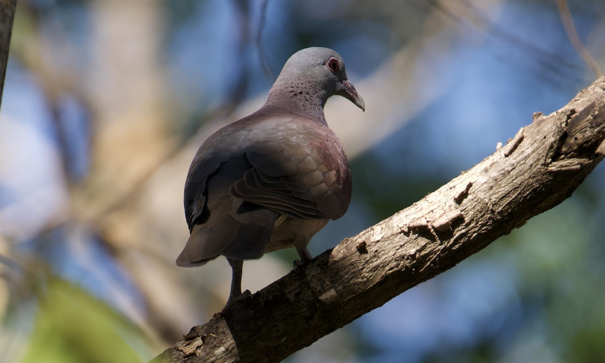 Malagasy Turtle-Dove - ML621565298