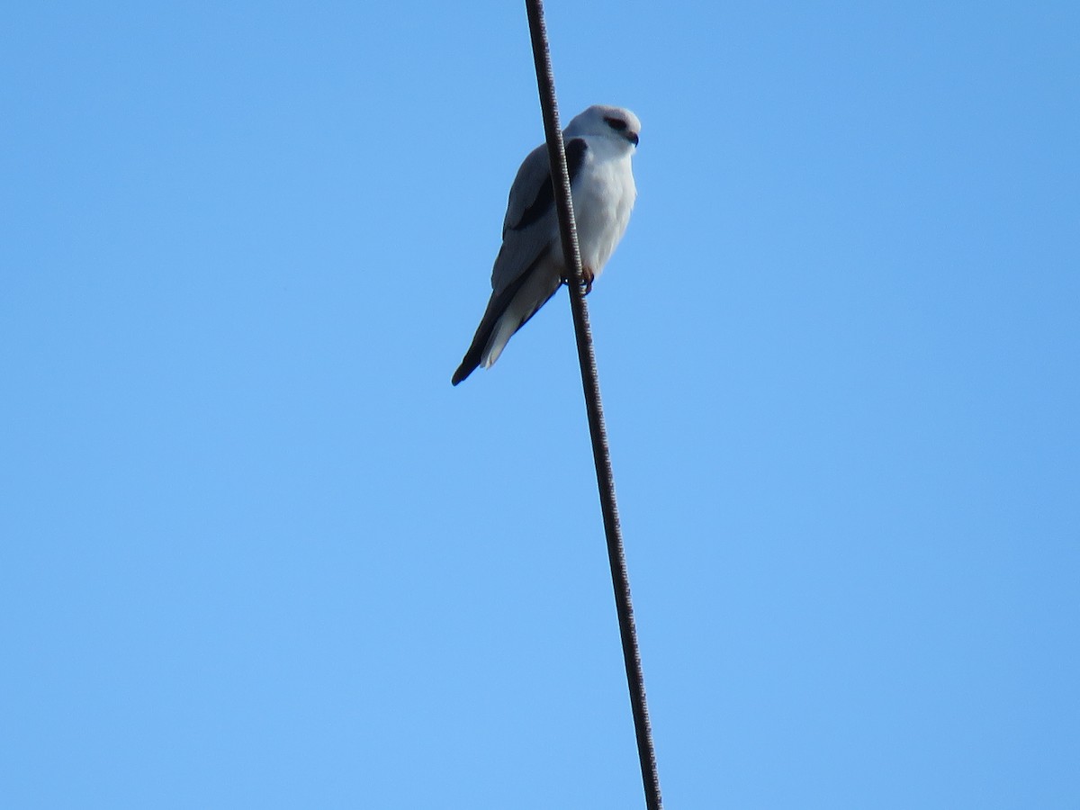 Black-shouldered Kite - ML621565309