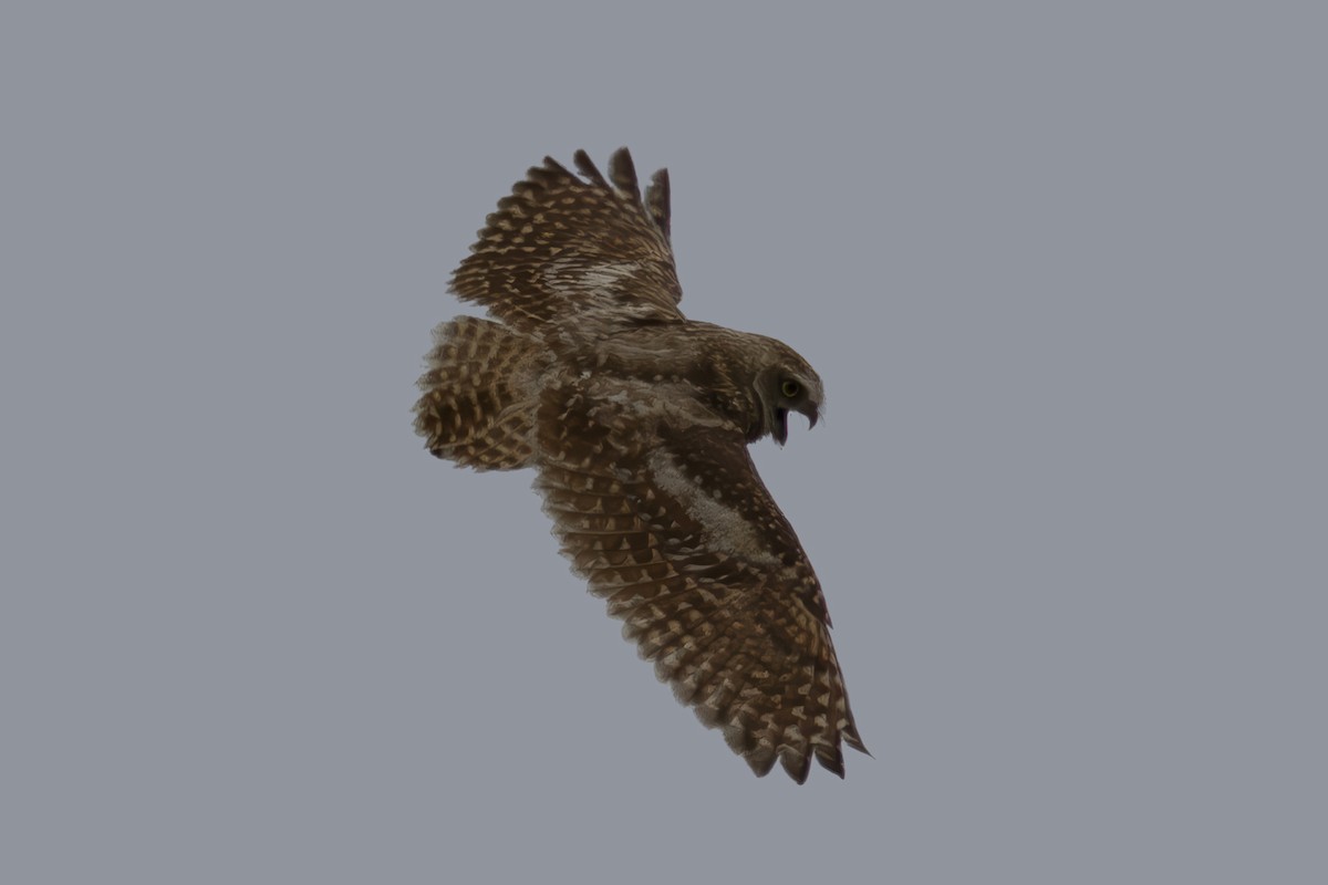 Burrowing Owl - ML621565335