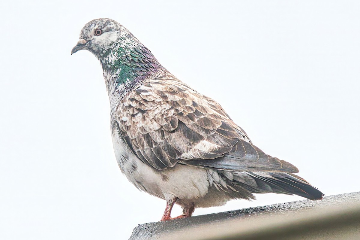 Rock Pigeon (Feral Pigeon) - ML621565359