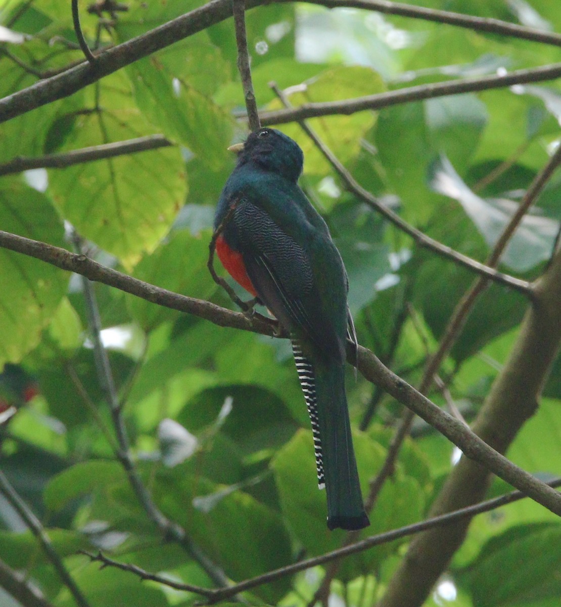 Collared Trogon (Xalapa) - Liam Ragan