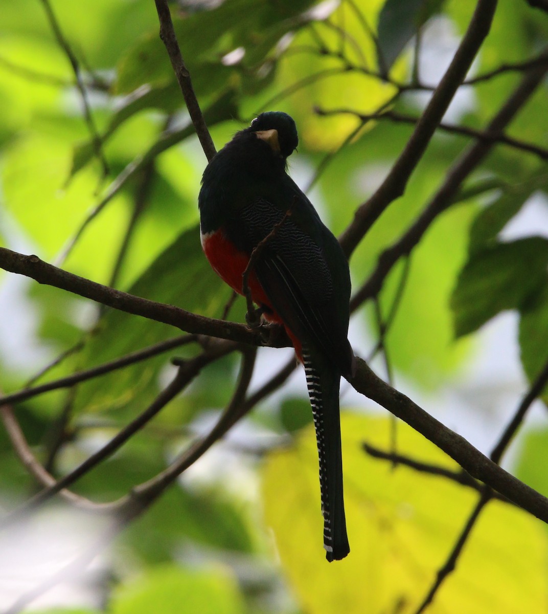 Collared Trogon (Xalapa) - ML621565418