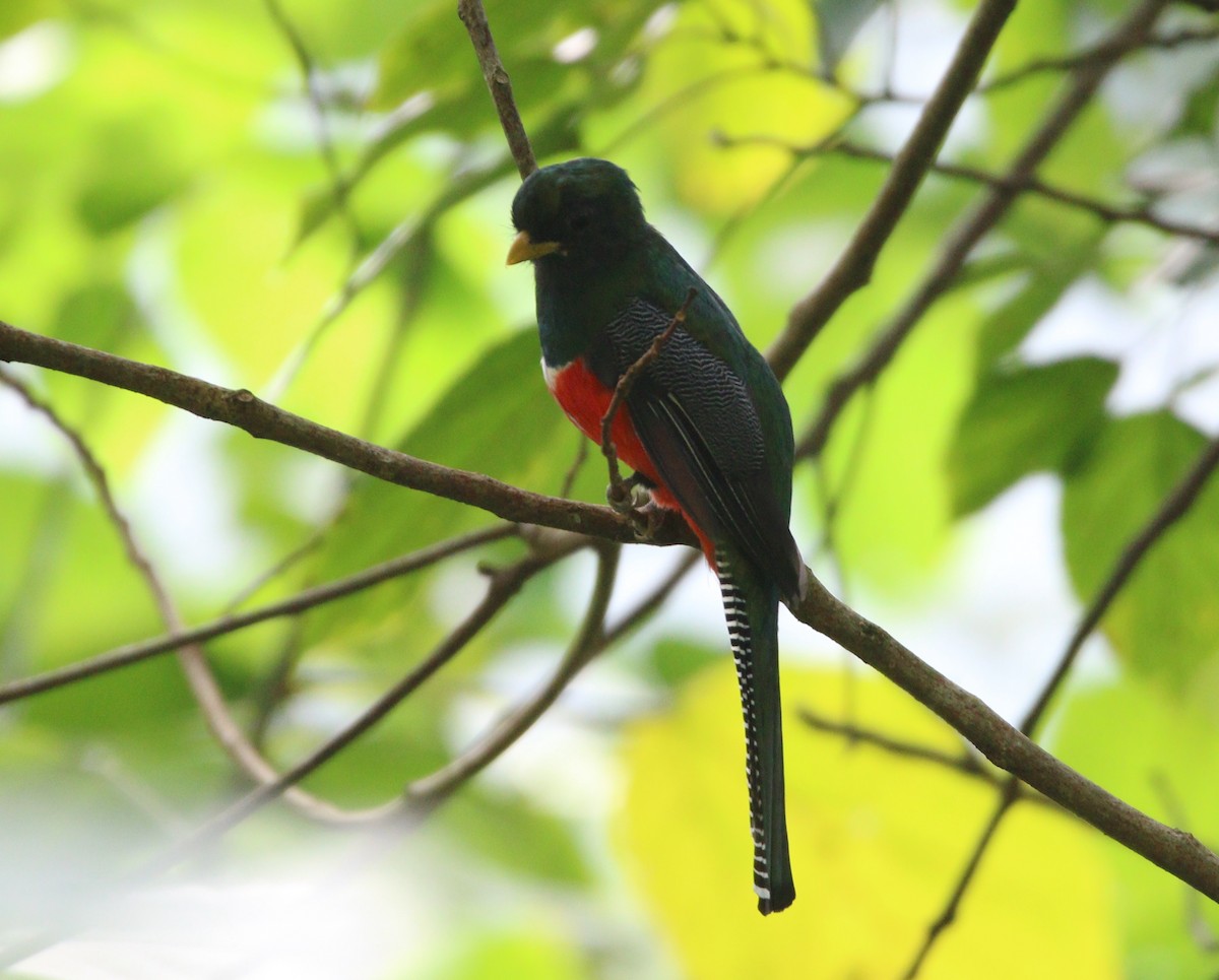 Collared Trogon (Xalapa) - ML621565419