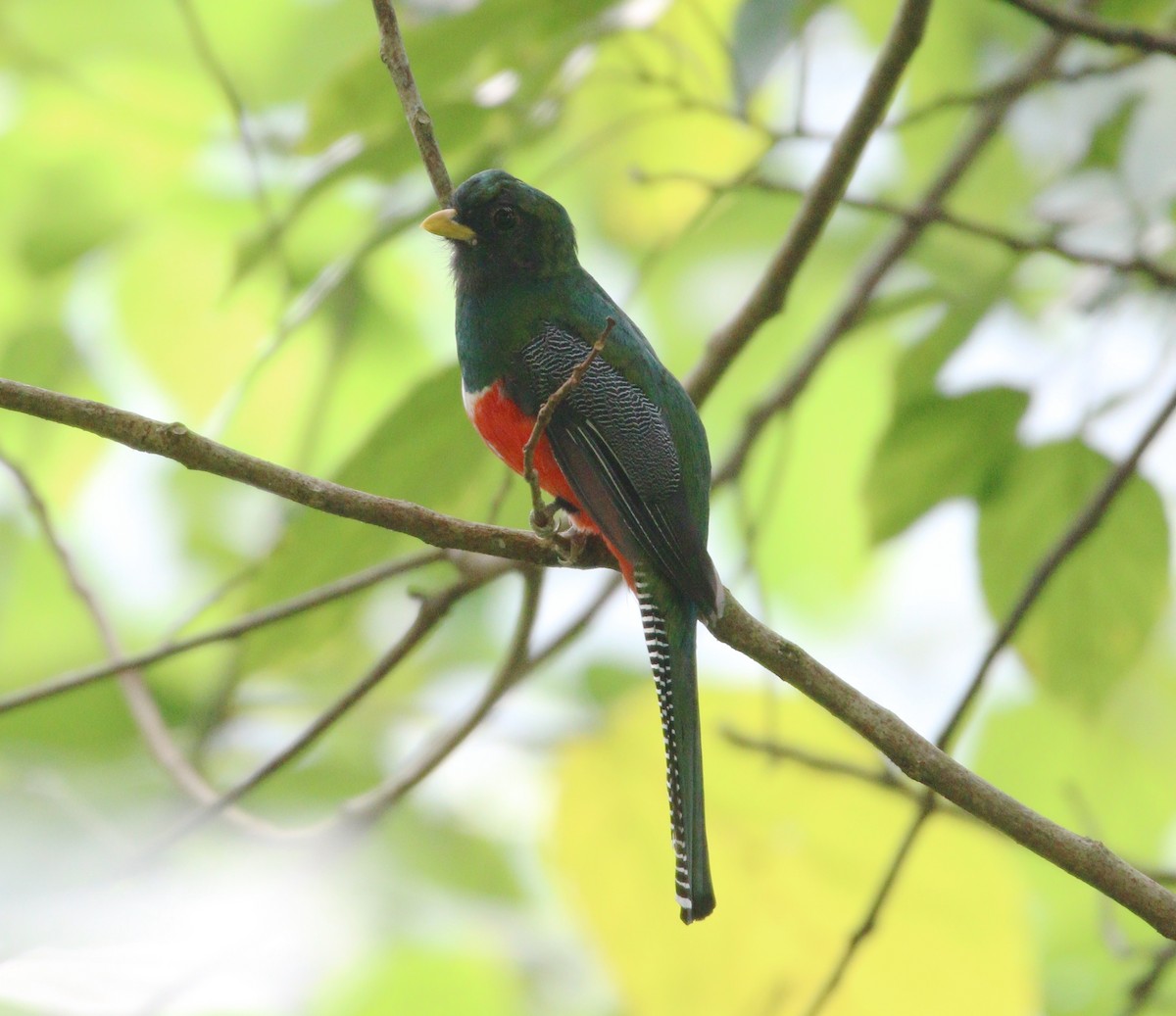 Collared Trogon (Xalapa) - ML621565420