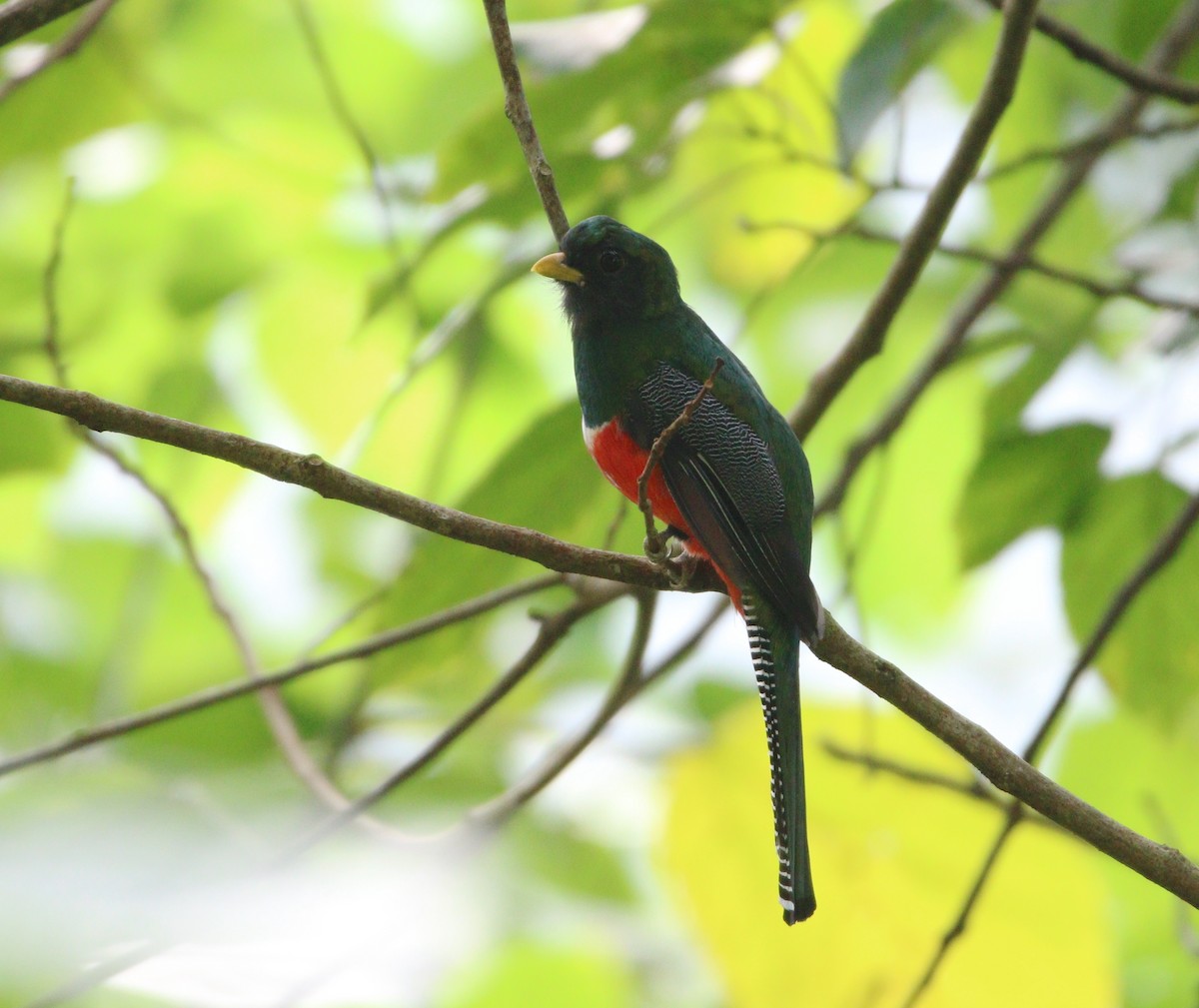 Collared Trogon (Xalapa) - ML621565421