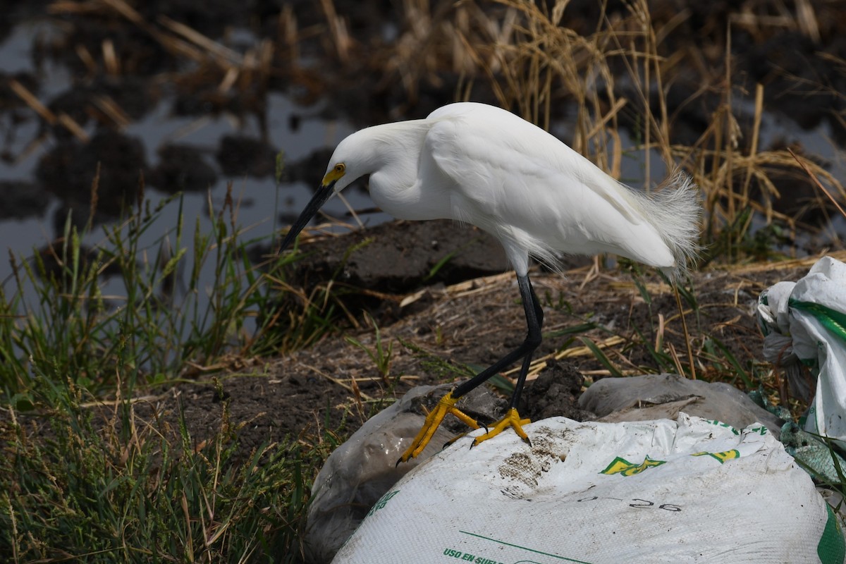 Snowy Egret - ML621565480