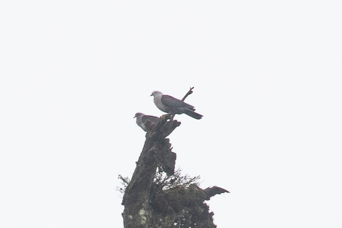 Speckled Wood-Pigeon - ML621565500