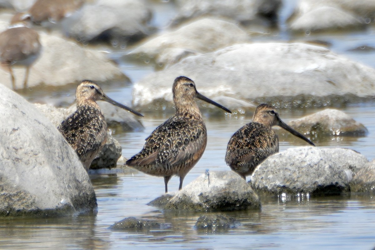 Long-billed Dowitcher - ML621565501
