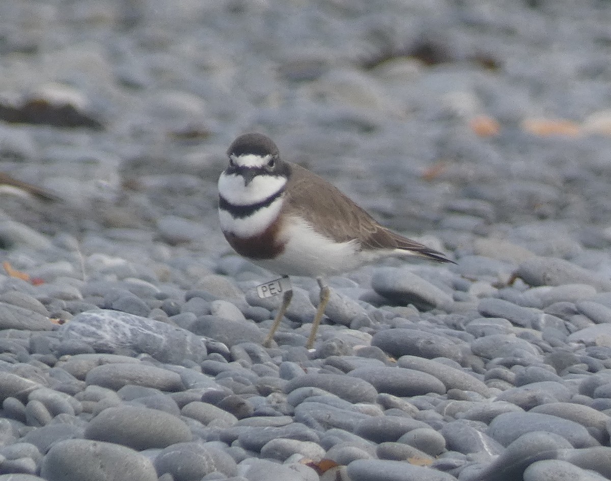 Double-banded Plover - ML621565511