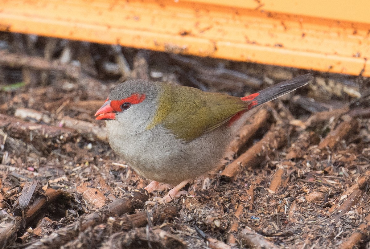 Red-browed Firetail - ML621565514