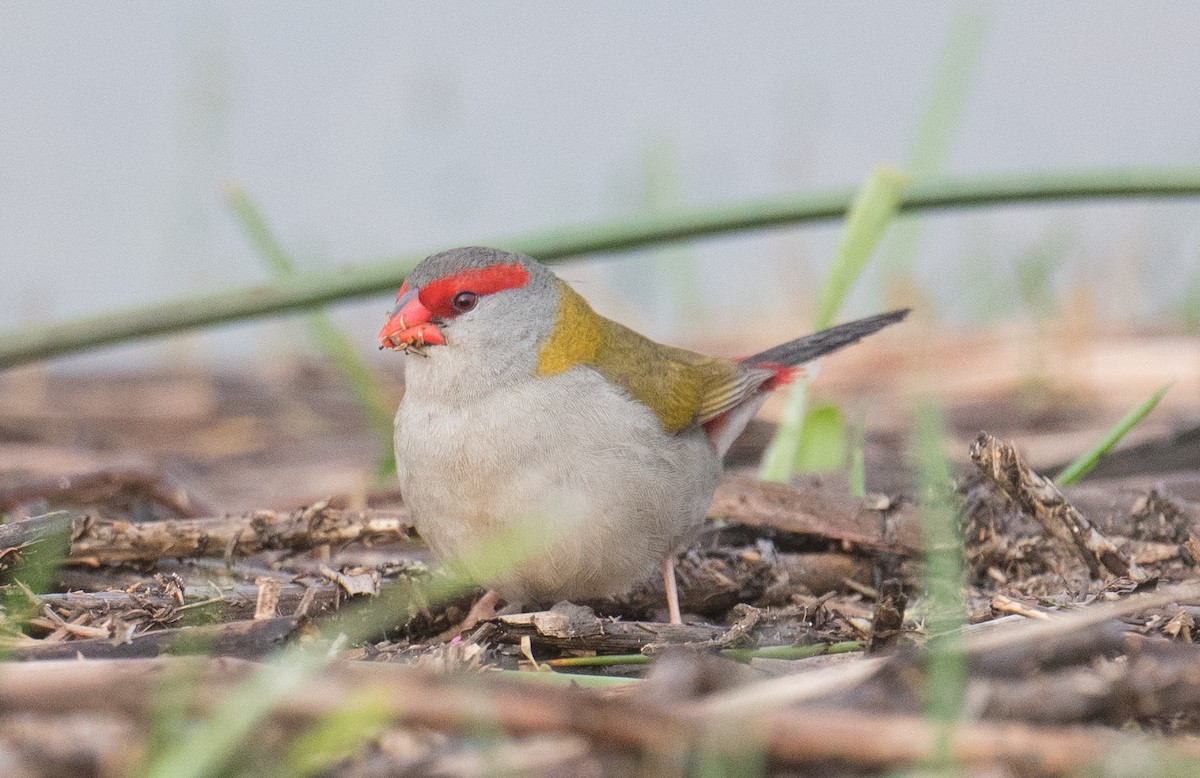 Red-browed Firetail - ML621565523