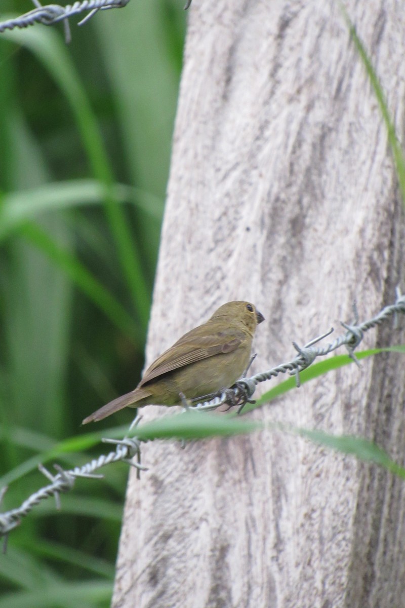 Variable Seedeater - ML621565530