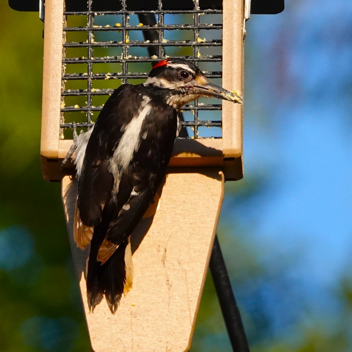 Hairy Woodpecker - ML621565553