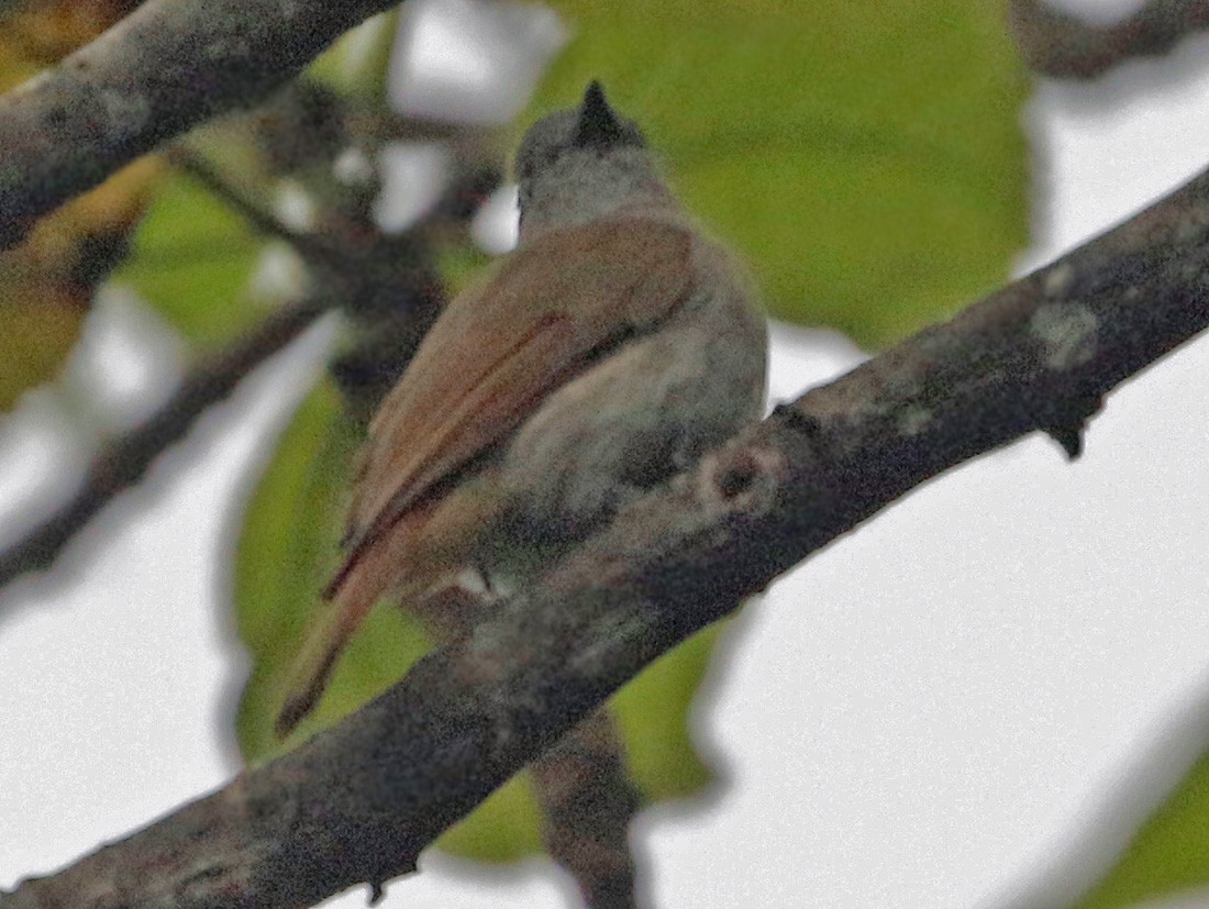 Flores Jungle Flycatcher - ML621565717