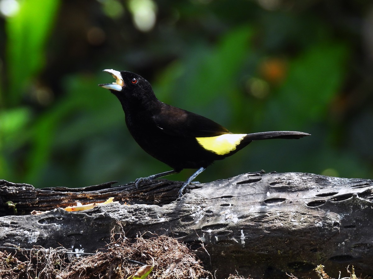 Flame-rumped Tanager - ML621565785