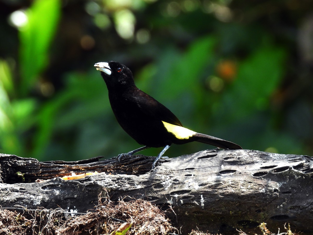 Flame-rumped Tanager - ML621565786