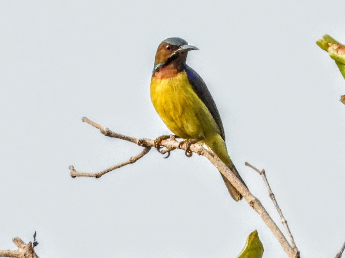 Brown-throated Sunbird - ML621565795